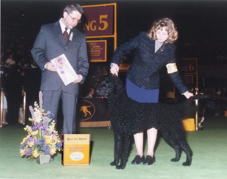 BIS Ch Kurly Kreek Marshall Dillon Boyerie, WC, TDI, CGC "Dillon"Dillion