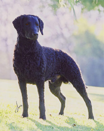 Rebel - Fairway It's My Party