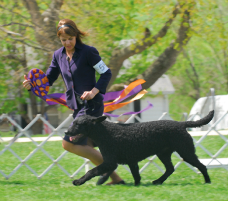 Picture of MBIS MBISS Ch Pizzazz Trigger, TDI, CGC